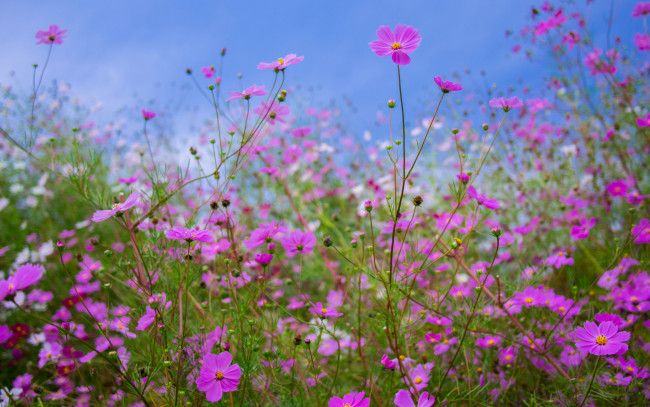 Обои картинки фото цветы, космея, лепестки