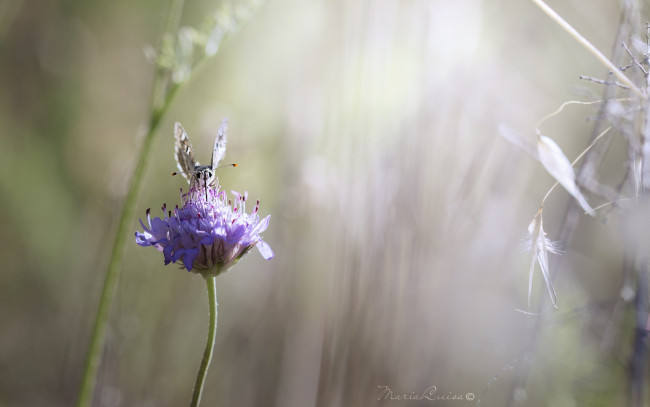 Обои картинки фото животные, бабочки, нежность, макро, цветок, свет