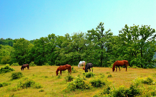 Обои картинки фото животные, лошади
