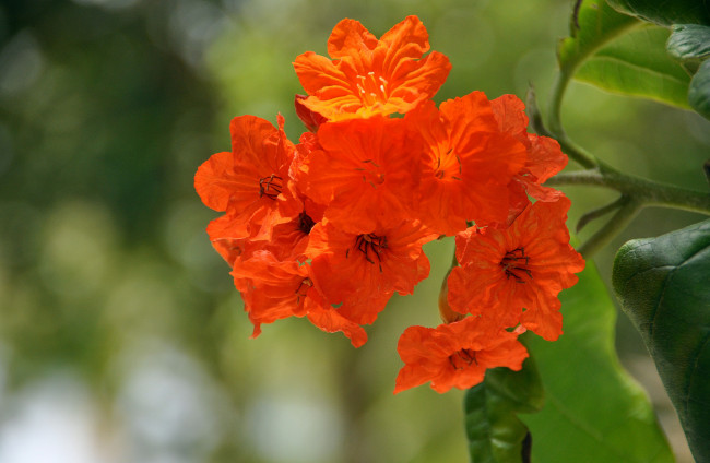 Обои картинки фото цветы, красный