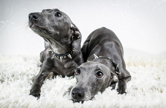 Обои картинки фото животные, собаки, взгляды, глаза, морды