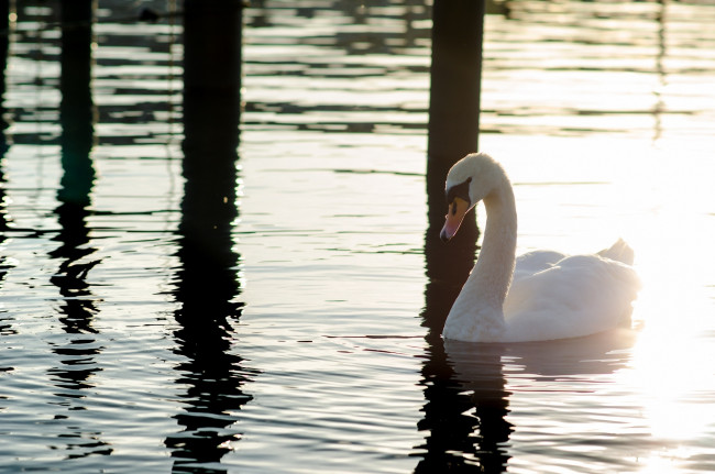 Обои картинки фото животные, лебеди, блики, свет