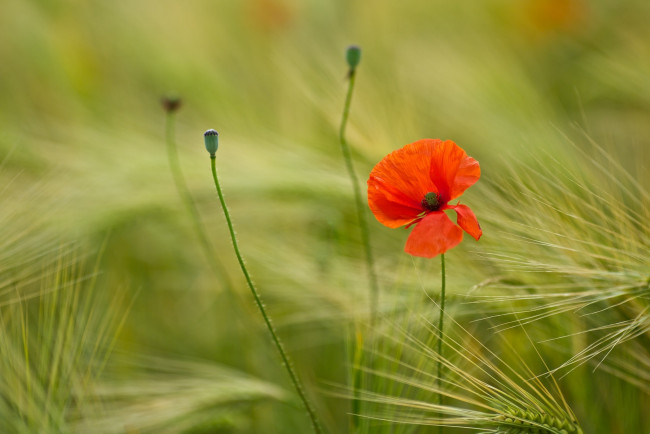 Обои картинки фото цветы, маки, колоски, красный, макро