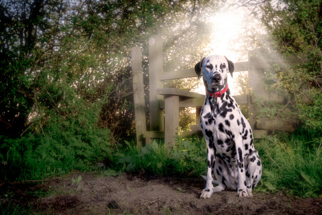 Обои картинки фото животные, собаки, собака, далматин