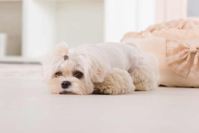 Обои картинки фото животные, собаки, взгляд, болонка, собака