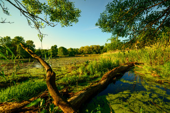 Картинка природа реки озера река лес