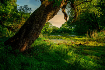 Картинка природа реки озера река лес