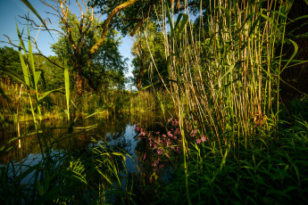 Картинка природа реки озера река лес