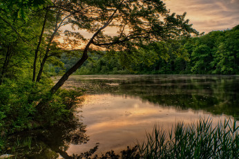 Картинка природа реки озера река лес