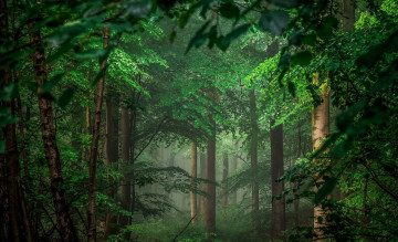 Картинка природа лес деревья