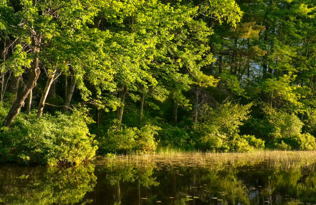 Обои картинки фото природа, реки, озера, лес, река