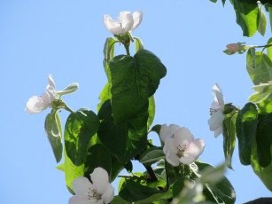 Картинка цветы айва весна 2018