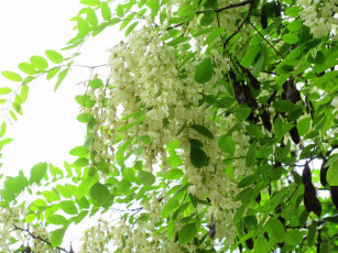 обоя цветы, акация, весна, 2018