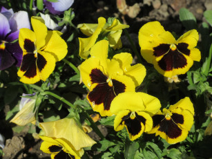 Картинка цветы анютины+глазки+ садовые+фиалки весна 2018