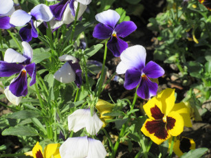 Картинка цветы анютины+глазки+ садовые+фиалки весна 2018
