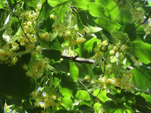 Картинка цветы цветущие+деревья+ +кустарники лето 2018