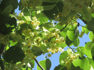 Картинка цветы цветущие+деревья+ +кустарники лето 2018