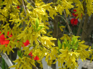 Картинка цветы цветущие+деревья+ +кустарники весна 2018