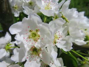 Картинка цветы цветущие+деревья+ +кустарники весна 2018