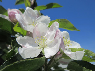 Картинка цветы цветущие+деревья+ +кустарники весна 2018