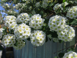 Картинка цветы цветущие+деревья+ +кустарники весна 2018