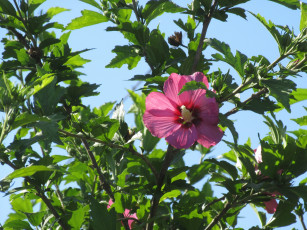 Картинка цветы гибискусы лето 2018