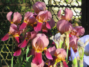 Картинка цветы ирисы весна 2018