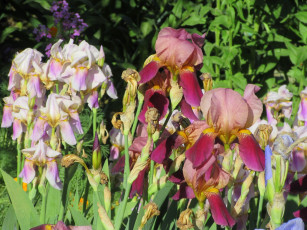 Картинка цветы ирисы весна 2018