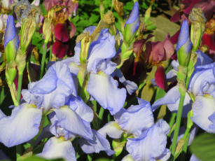 обоя цветы, ирисы, весна, 2018