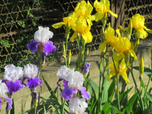 обоя цветы, ирисы, весна, 2018