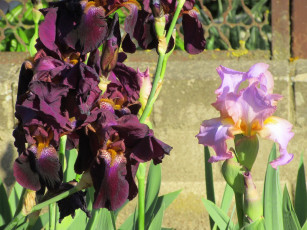 Картинка цветы ирисы весна 2018