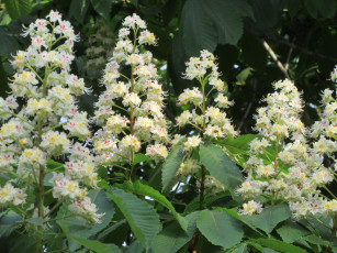 Картинка цветы каштаны весна 2018