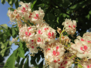 Картинка цветы каштаны весна 2018