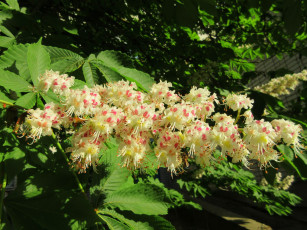 Картинка цветы каштаны весна 2018