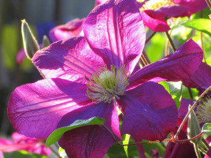 Картинка цветы клематис+ ломонос весна 2018