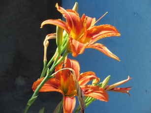 Картинка цветы лилии +лилейники лето 2018