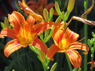 Картинка цветы лилии +лилейники лето 2018