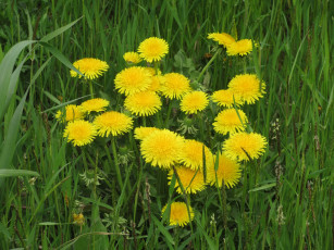 Картинка цветы одуванчики весна 2018