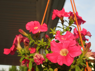 Картинка цветы петунии +калибрахоа лето 2018