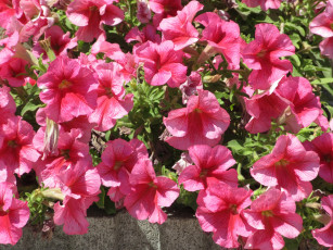 Картинка цветы петунии +калибрахоа лето 2018