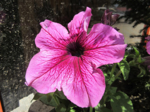 Картинка цветы петунии +калибрахоа весна 2018