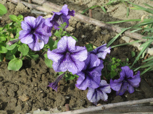 Картинка цветы петунии +калибрахоа весна 2018