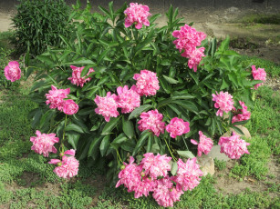 Картинка цветы пионы весна 2018