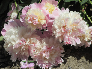 Картинка цветы пионы весна 2018