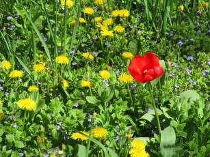 Картинка цветы разные+вместе весна 2018