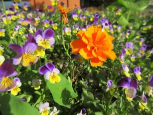 Картинка цветы разные+вместе весна 2018