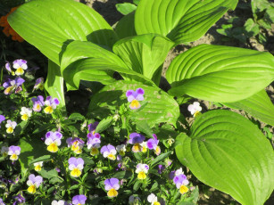 Картинка цветы разные+вместе весна 2018