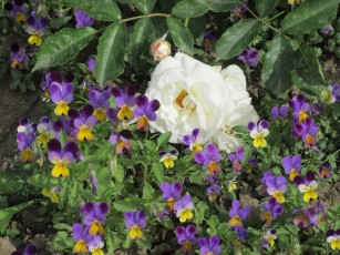 Картинка цветы разные+вместе весна 2018