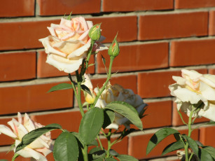 Картинка цветы розы лето 2018