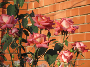 Картинка цветы розы лето 2018